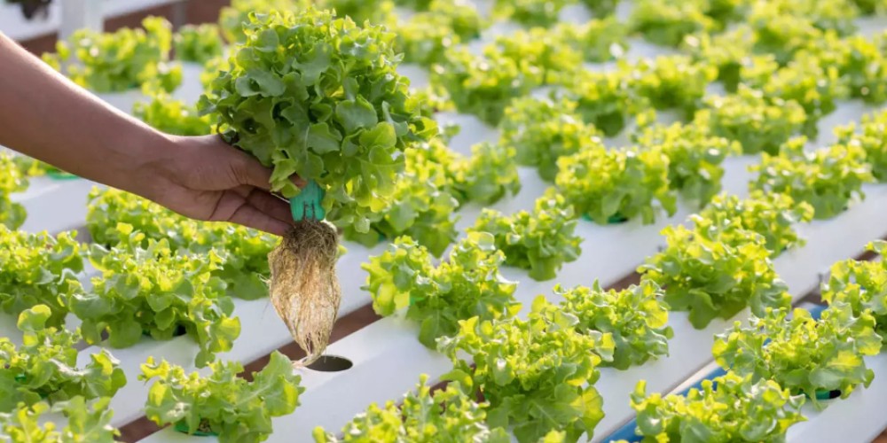 Integración de energías renovables (paneles, microrredes)