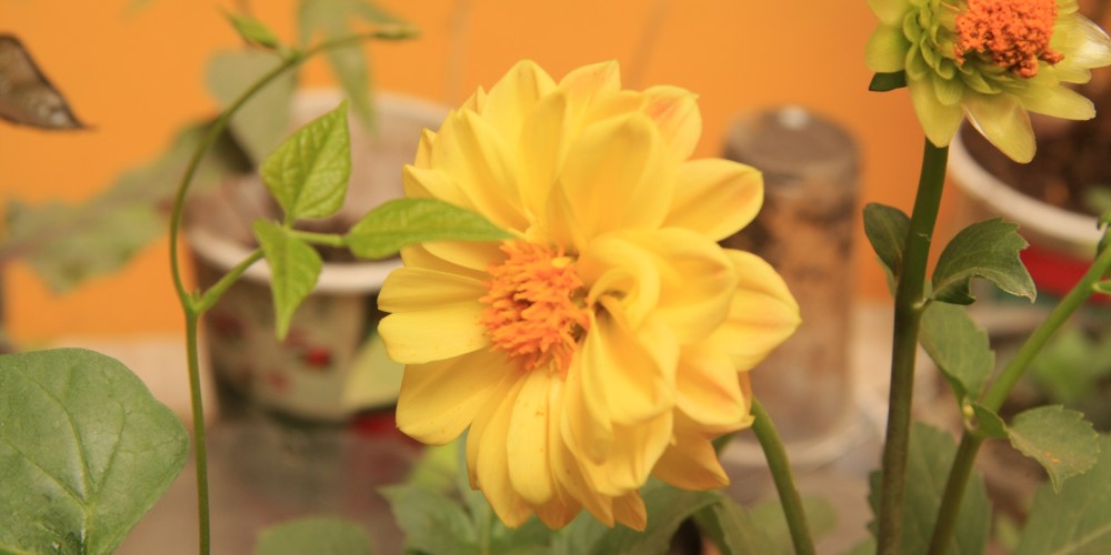 Consultoría ambiental y eficiencia energética